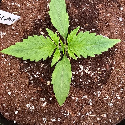 Auto Critical Mass growlog timeline photo
