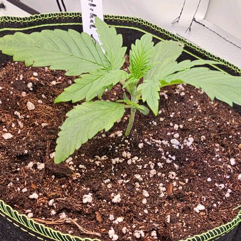 Auto Critical Mass growlog timeline photo