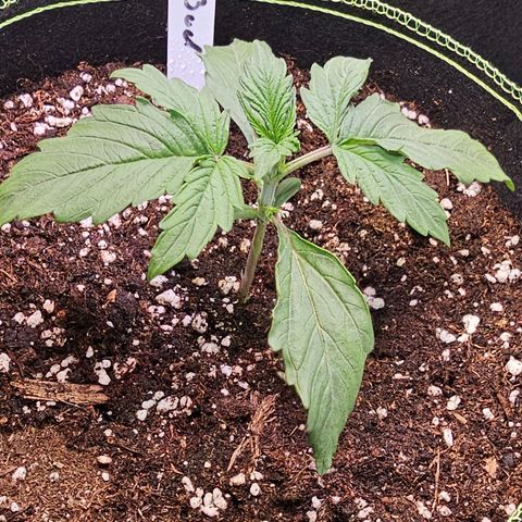 Big Bud growlog timeline photo