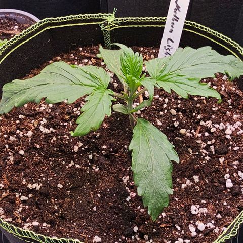 Northern Lights growlog timeline photo
