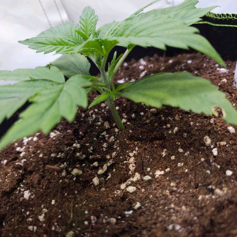 Auto Critical Mass growlog timeline photo