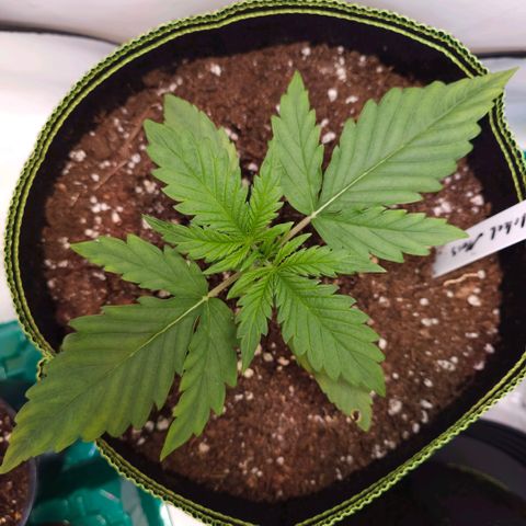 Auto Critical Mass growlog timeline photo