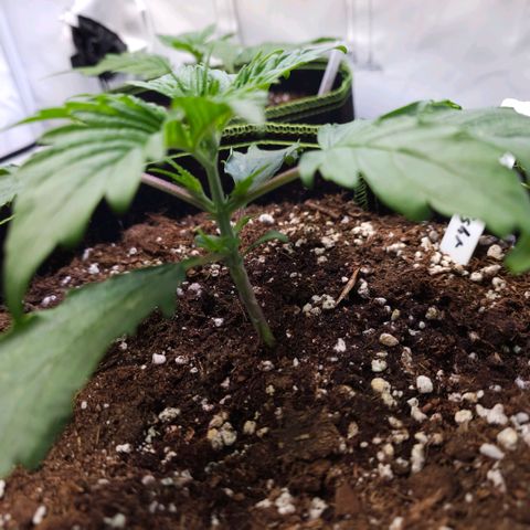 Northern Lights growlog timeline photo