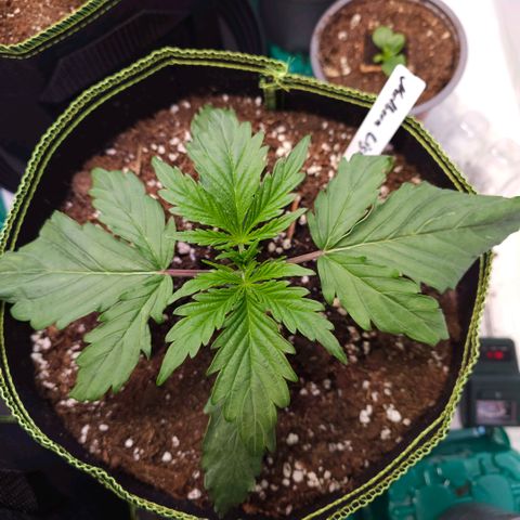 Northern Lights growlog timeline photo