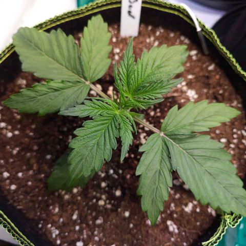 Big Bud growlog timeline photo
