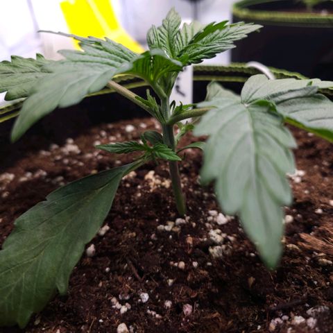 Big Bud growlog timeline photo