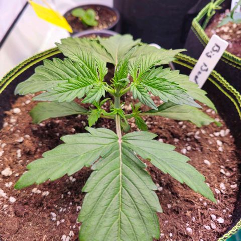 Big Bud growlog photo: Topping