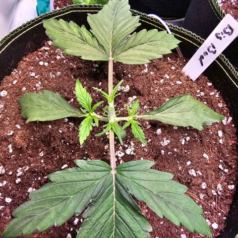 Big Bud growlog photo: Topping