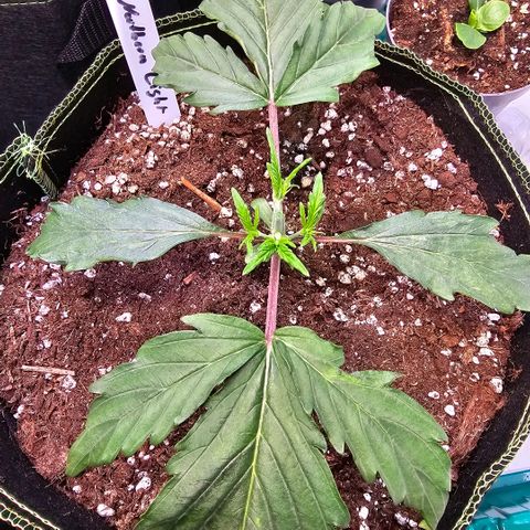 Northern Lights growlog photo: Topping