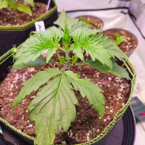 Northern Lights growlog photo: Topping