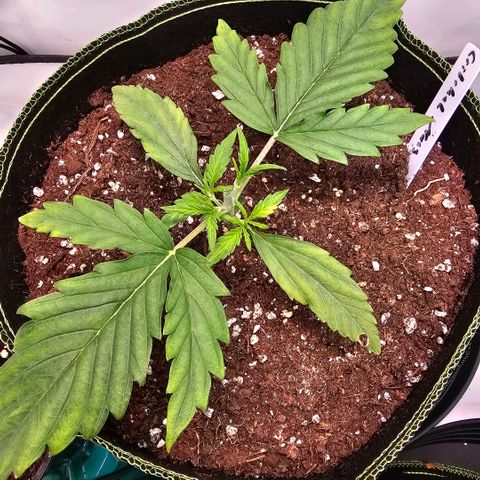 Auto Critical Mass growlog photo: Topping