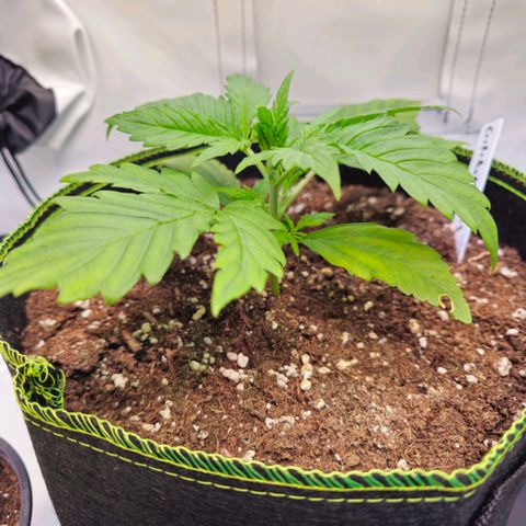 Auto Critical Mass growlog photo: Topping