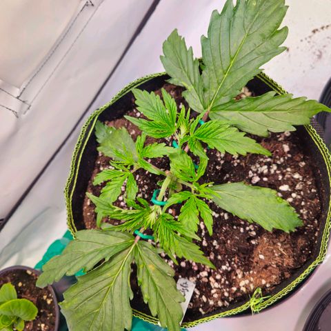 Northern Lights growlog timeline photo