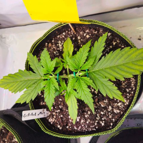Auto Critical Mass growlog timeline photo