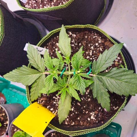 Big Bud growlog timeline photo