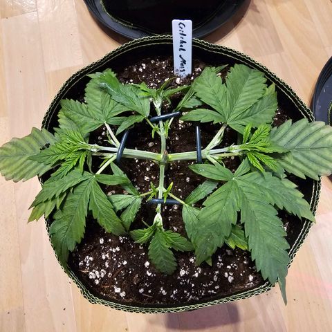 Auto Critical Mass growlog timeline photo