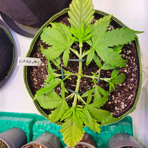 Auto Critical Mass growlog timeline photo