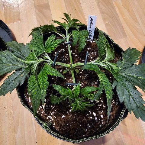 Northern Lights growlog timeline photo