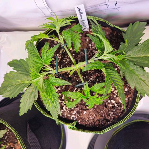 Northern Lights growlog timeline photo