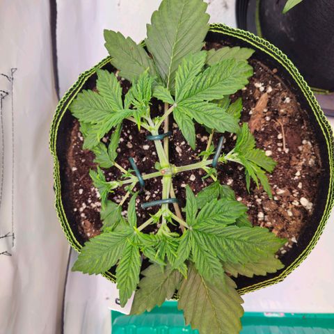 Big Bud growlog timeline photo