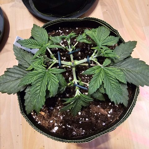Big Bud growlog timeline photo