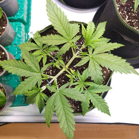 Auto Critical Mass growlog timeline photo