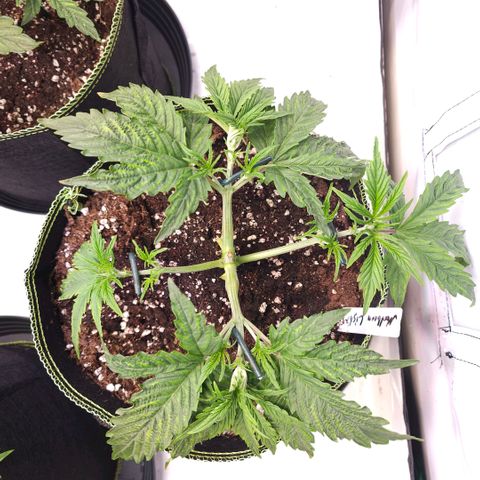 Northern Lights growlog timeline photo