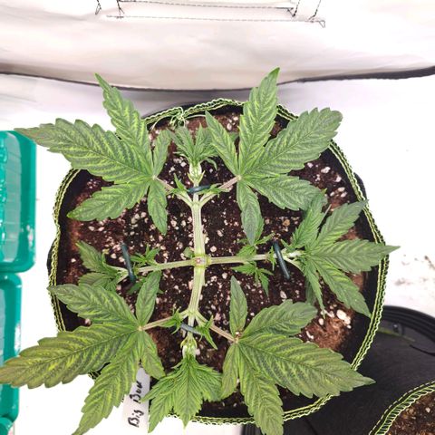 Big Bud growlog timeline photo