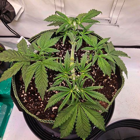 Big Bud growlog timeline photo