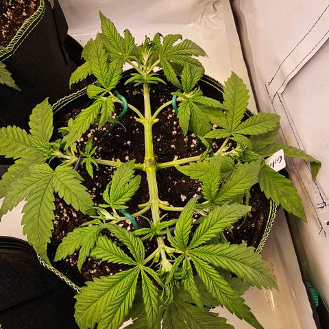 Auto Critical Mass growlog timeline photo