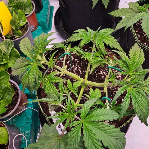 Northern Lights growlog timeline photo
