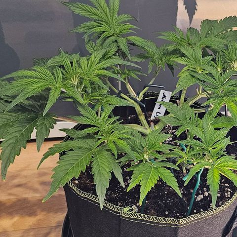 Northern Lights growlog timeline photo