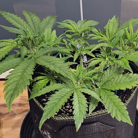 Auto Critical Mass growlog timeline photo
