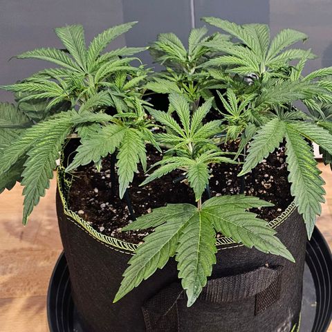 Big Bud growlog timeline photo