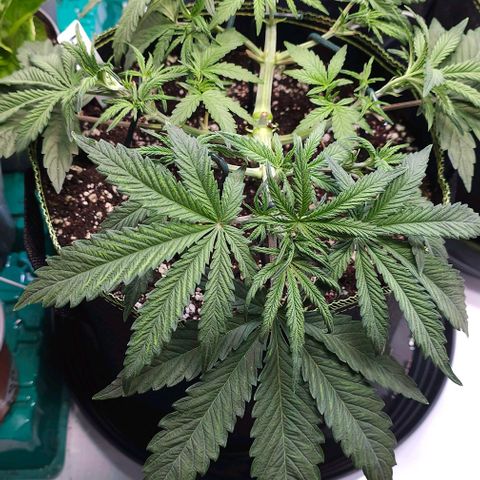 Big Bud growlog timeline photo