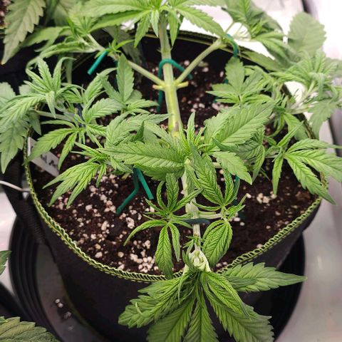 Auto Critical Mass growlog timeline photo