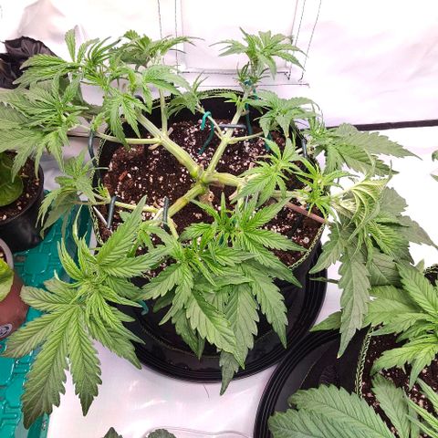Northern Lights growlog timeline photo