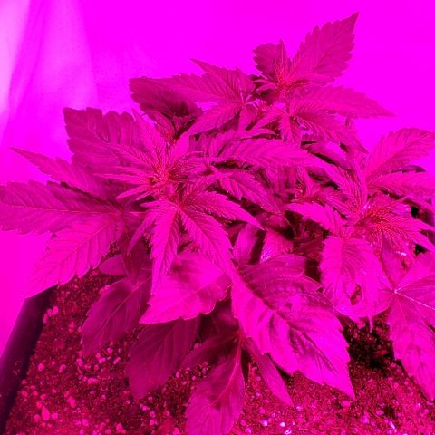 London Cheese XXL Auto growlog timeline photo