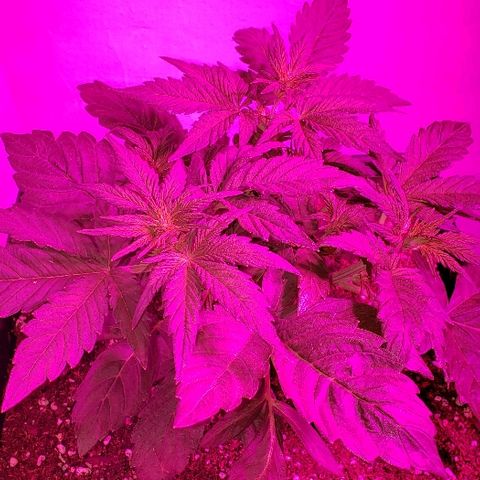 London Cheese XXL Auto growlog timeline photo