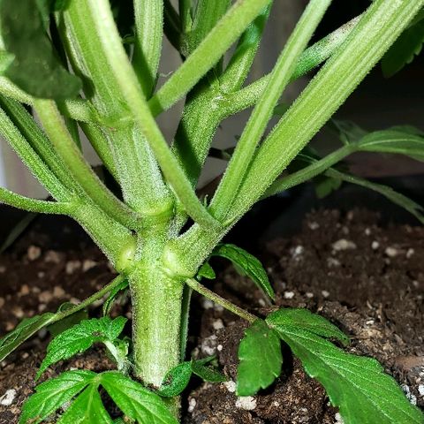 London Cheese XXL Auto growlog timeline photo