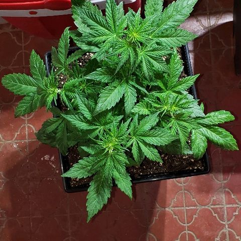 London Cheese XXL Auto growlog timeline photo