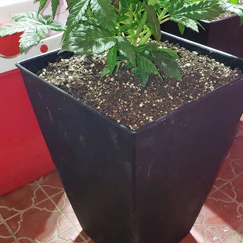 London Cheese XXL Auto growlog timeline photo