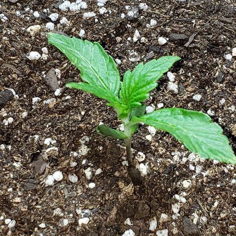 Moby-D XXL Auto growlog timeline photo