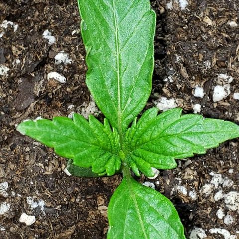 Moby-D XXL Auto growlog timeline photo