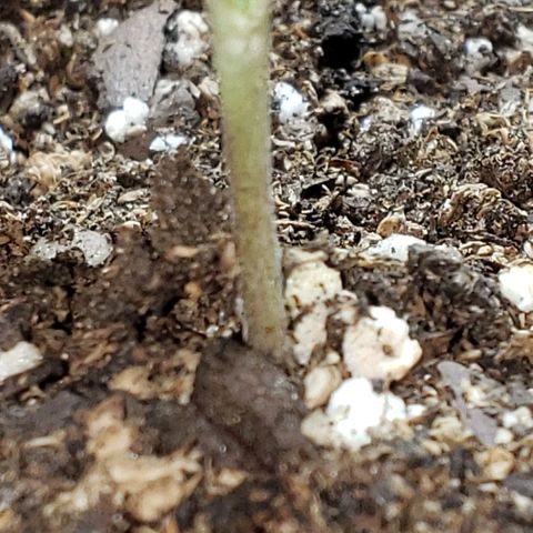 Moby-D XXL Auto growlog timeline photo