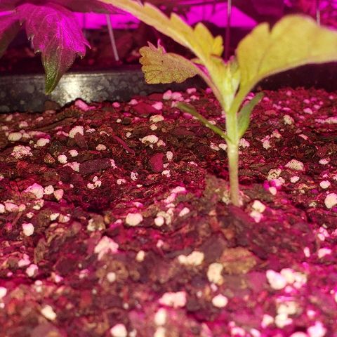 Moby-D XXL Auto growlog timeline photo