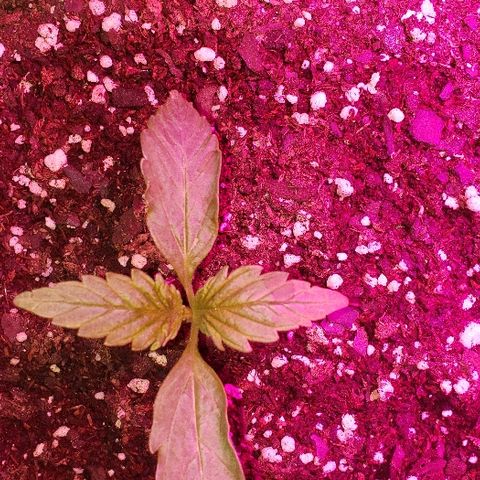 Moby-D XXL Auto growlog timeline photo