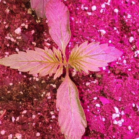Moby-D XXL Auto growlog timeline photo