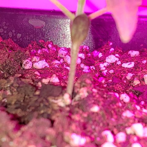Moby-D XXL Auto growlog timeline photo