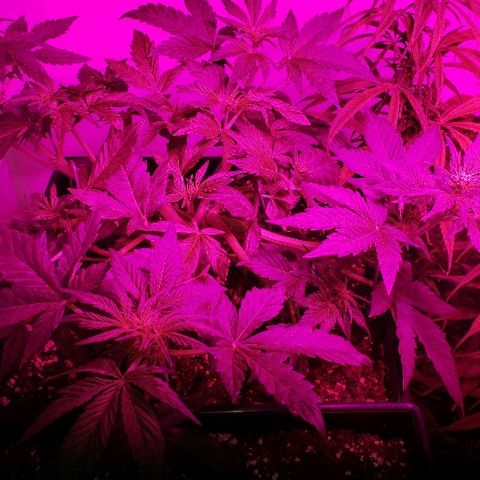 London Cheese XXL Auto growlog timeline photo
